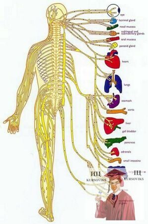 Анатомія-і-фізіологія-нервової-системи