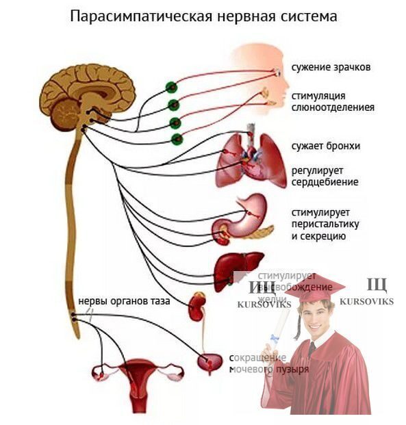 Реферат: Фізіологія нервової системи і вищої нервової діяльності